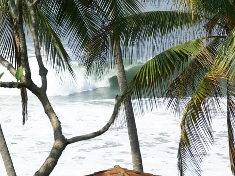 Breaking wave framed by palms at El Sunzal