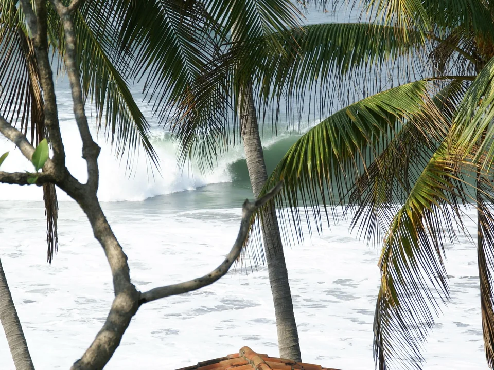 Breaking wave framed by palms at nearby El Sunzal, not El Zonte