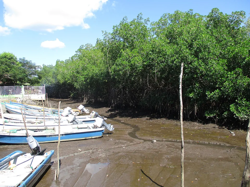 Boats beside mangroves in the Jaltepeque estuary